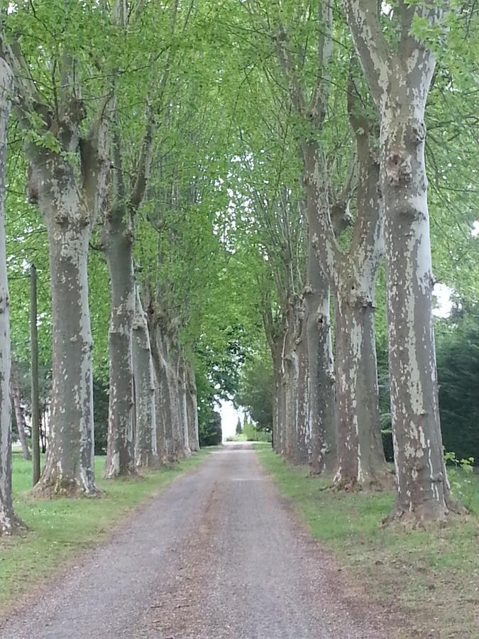 Orangerie Du Chateau Marith - Domaine Avec Piscine Clairac  Esterno foto